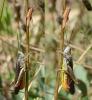 Chorthippus brunneus brunneus